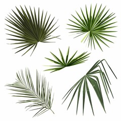 Set of tropical palm leaves illustration.