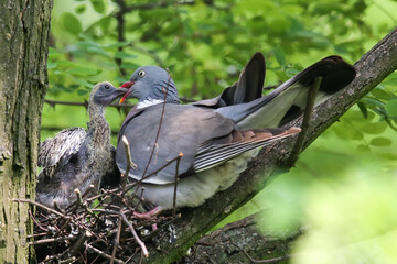 Female pigeon feeding the chick