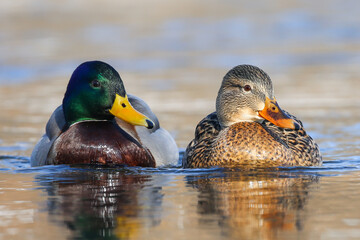 A pair of mallard ducks male (right) and female (left) in a mating robe  - obrazy, fototapety, plakaty