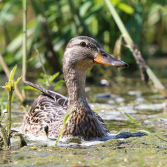 The mallard swimming among the reeds 
