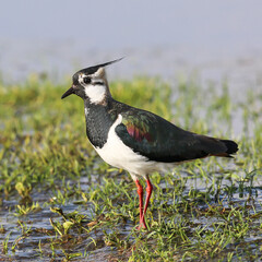 Lapwing foraging in a wet meadow