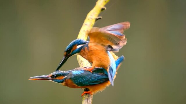 Kingfisher pair mating (Alcedo atthis), or Eurasian Kingfisher or River Kingfisher on a branch with flowing water in the background.