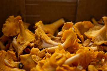 chanterelle mushrooms in the box