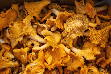 chanterelle mushrooms in the box