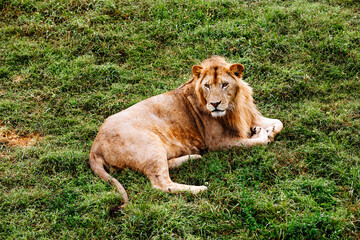 Single male lion portrait. African male lion looking at camera.