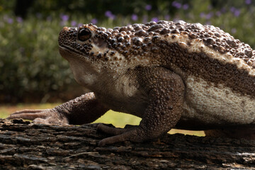 Big Brown Ugly Bull frog ready to catch cricket as his meal