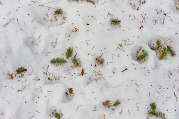 fallen needles from the Christmas tree lie on the snow, background, texture
