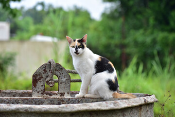 Calico cat the three coat colors that occur in this type of cat are usually female.
