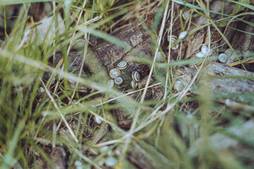 mini snails in the grass