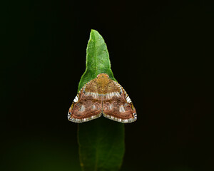 Family Ricaniidae they are so butterfly-like in appearance that they are sometimes thought of as moths.