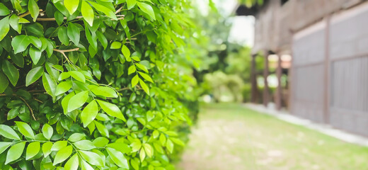 Green leaves in the summer garden used as a background.