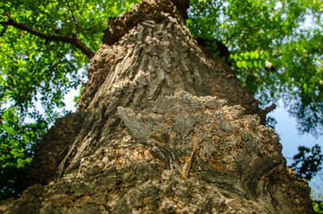 bottom view, large tree with structural bark and green leaves, in summer