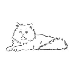 Hand drawing Persian cat persian cat vector sketch