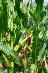 purple colored Ear of Corn with Silk attached to a stalk in a cornfield