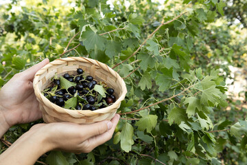 Woman holding basket full of blackcurrant against green bush.Empty space