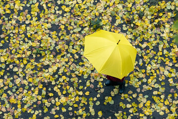 Top view. Man under yellow umbrella against yellow fallen leaves background. Autumn rainy day.