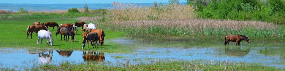 Panorama of a herd of horses grazing in a meadow by the water. Agriculture, horse breeding. Landscape. Space for the text.