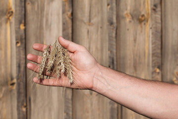 Spikes of ripe grain on a man's hand against a blurred background of old boards.
