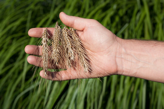 Spikes of ripe grain on a man's hand, on a blurred green background.
