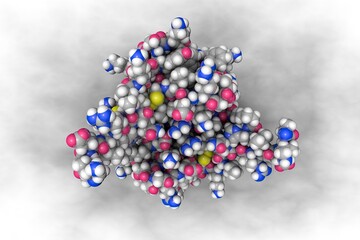 Space-filling molecular model of human interleukin-8. Atoms are shown as color-coded spheres: carbon (gray), hydrogen (white), oxygen (red), nitrogen (blue), sulfur (yellow). 3d illustration