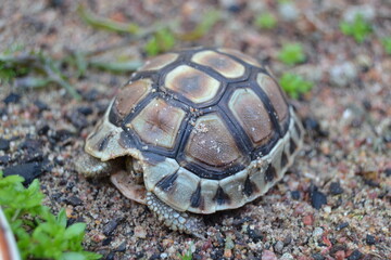 baby tortoise