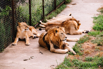 Group of African Lions, Panthera leo, in safari park.