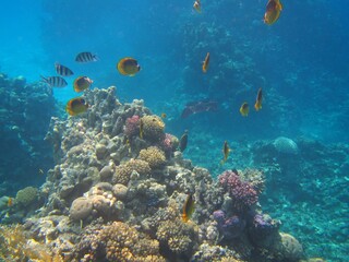 Naklejka na ściany i meble Underwater photography of the Red Sea reefs in South Sinai