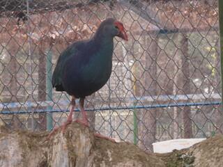 The western swamphen is a bird. This chicken-sized bird, with its large feet, bright plumage and...