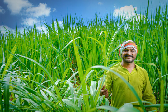 Indian Farmer At Sugarcane Field