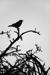 Jackdaw perches on a tree in the late afternoon in London