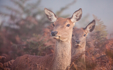 Female Red deer and her calf in the mist in London park, UK