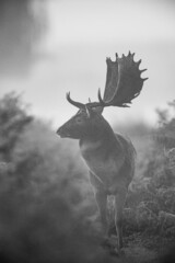 Naklejka premium Black and White image of a Fallow Deer during the annual rut in London