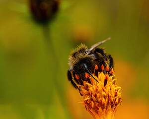 Bumblebee on a yellow flower