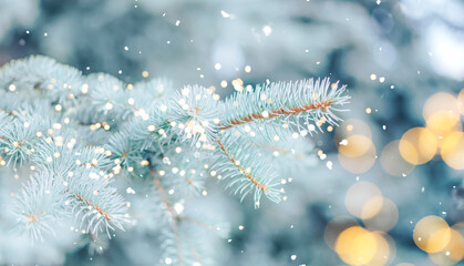 Christmas background. Blue spruce outdoor with snow, lights bokeh around, and snow falling.