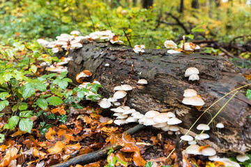 white mushroom on rotten stem