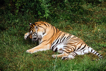 Fototapeta na wymiar Portrait of a Amur tiger on a grass in summer day.