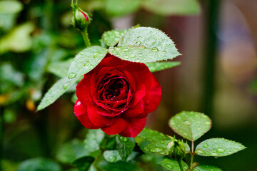 濃い赤の薔薇
