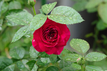 濃い赤の薔薇