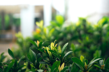 Fresh green leaf background.