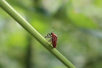 Streifenkäfer auf Wiesenbärenklaustängel