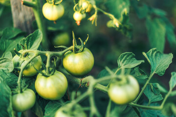 Course with unripe green tomatoes in garden.