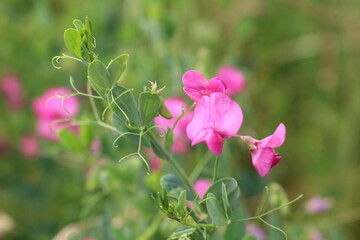 Liebliche rosa Wicke