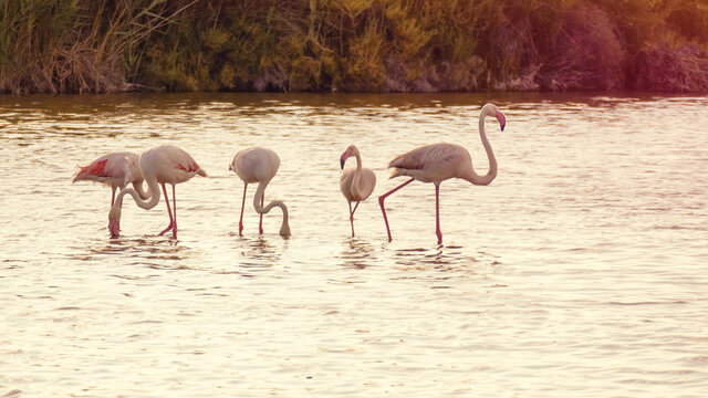 Flamingos at Camargue France
