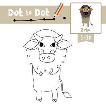 Dot to dot educational game and Coloring book Zebu standing on two legs animal cartoon character vector illustration
