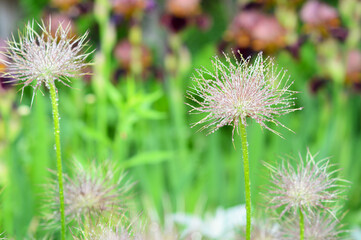 Beautiful cutleaf anemone, pulsatilla vulgaris, pasque flowers, with fuzzy, fluffy seed heads after blooming.