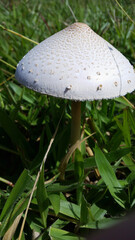 Mushroom in the grass. Wild mushroom growing in a grass field.