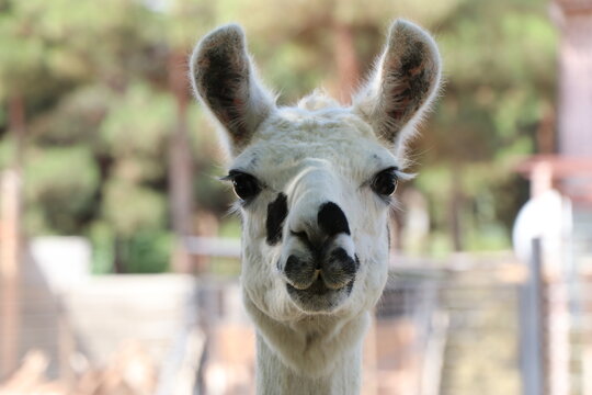 liama is a domesticated camelid, is live in South American. Portrait of a Liama.