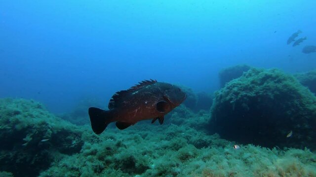 Big grouper fish swimmin close to the camera
