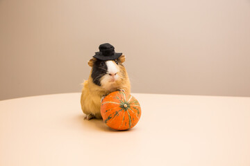 Halloween pumpkin with cute and funny guinea pig
