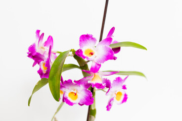 Obraz premium Orchids on a white background. White and purple